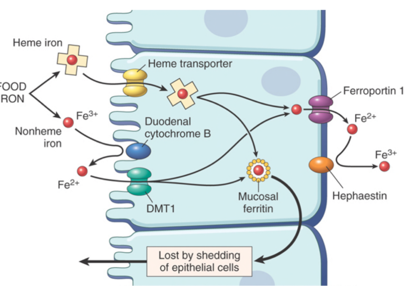 Pasted image 20260111030902.png|420